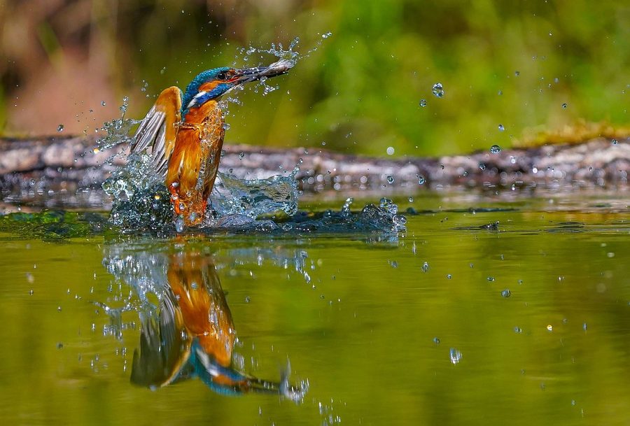 IJsvogel die met een visje uit het water komt